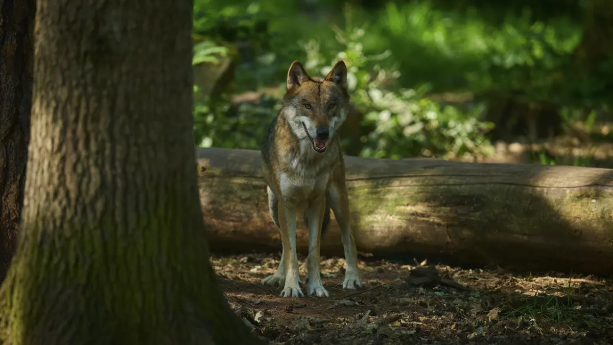 Borzalom: farkas harapott egy 6 éves gyerekbe az erdőben, majd magával akarta hurcolni