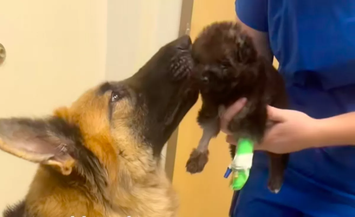 Nehezen indul a kiskutya élete: amikor újra láthatja az édesanyját, az a tiszta boldogság - Videó