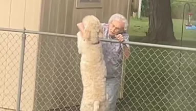 Minden nap találkozik a kerítésénél a kutya a nagyival: amikor a nő meghal, szívszorító dolog történik - Videó