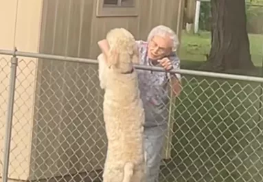 Minden nap találkozik a kerítésénél a kutya a nagyival: amikor a nő meghal, szívszorító dolog történik - Videó