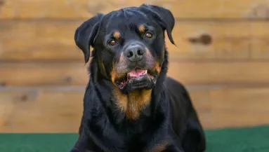 Egyedül hagyta a 9 éves fiát az apa a rottweilerrel: a holtteste vérben úszott
