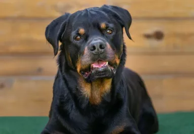 Egyedül hagyta a 9 éves fiát az apa a rottweilerrel: a holtteste vérben úszott
