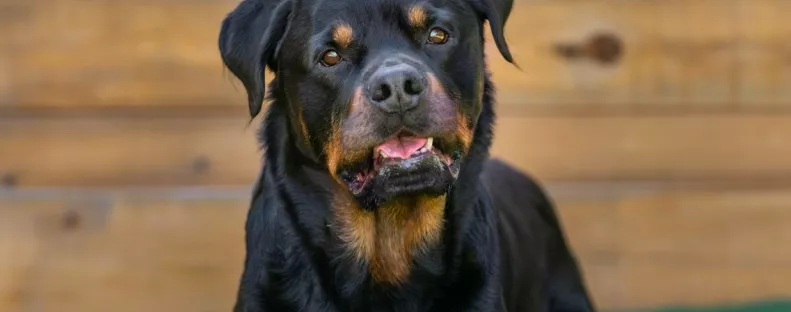Egyedül hagyta a 9 éves fiát az apa a rottweilerrel: a holtteste vérben úszott