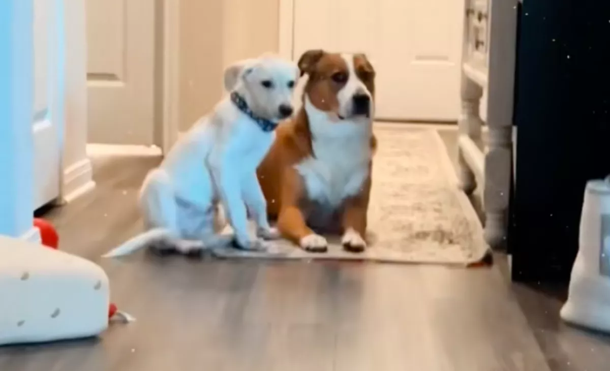 Nem szereti a kutya az új kölyöt: amit a pici ezért tesz, milliókat hat meg - Videó