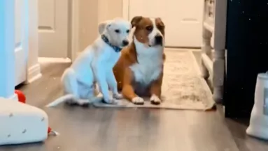 Nem szereti a kutya az új kölyöt: amit a pici ezért tesz, milliókat hat meg - Videó