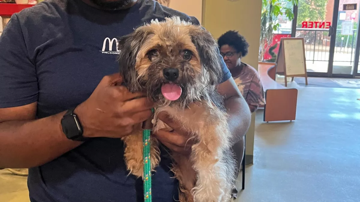 Leolvasták az állatvédők a kutya chipjét: aztán mindenki sírni kezdett - Fotó