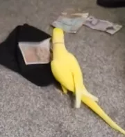 Amikor ez a papagáj kimondott 3 szót: 15 ember kezén kattant a bilincs - Videó