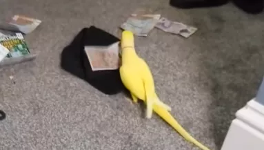 Amikor ez a papagáj kimondott 3 szót: 15 ember kezén kattant a bilincs - Videó