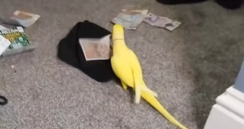 Amikor ez a papagáj kimondott 3 szót: 15 ember kezén kattant a bilincs - Videó