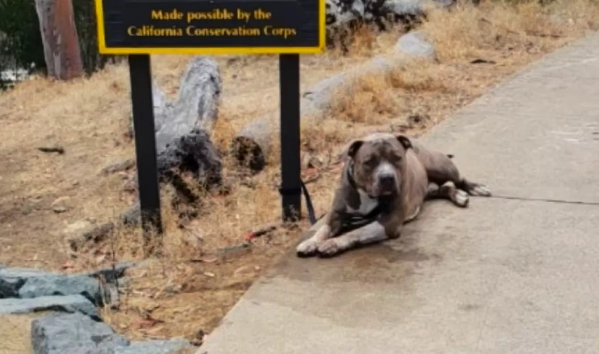 Elolvassa a nő az utcára tett kutyán lévő üzenetet: majd összeroppan a szíve - Fotók