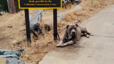 Elolvassa a nő az utcára tett kutyán lévő üzenetet: majd összeroppan a szíve - Fotók