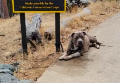 Elolvassa a nő az utcára tett kutyán lévő üzenetet: majd összeroppan a szíve - Fotók