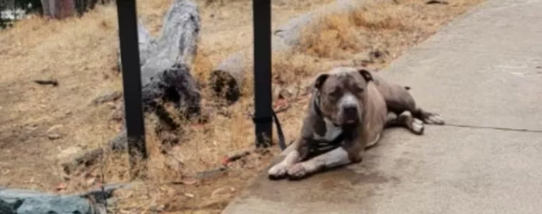 Elolvassa a nő az utcára tett kutyán lévő üzenetet: majd összeroppan a szíve - Fotók