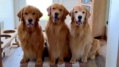 Tilos a golden retrievereknek a medencébe mennie: amit ezután "tesznek", pusztító - Videó