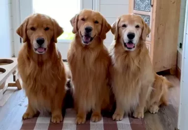 Tilos a golden retrievereknek a medencébe mennie: amit ezután "tesznek", pusztító - Videó