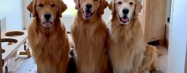 Tilos a golden retrievereknek a medencébe mennie: amit ezután "tesznek", pusztító - Videó