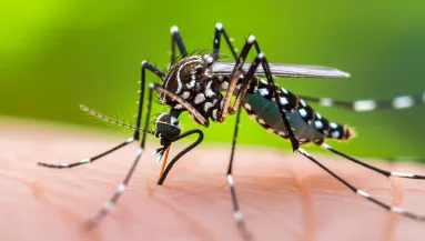 Nem járt külföldön: egy nyugat-nílusi lázzal fertőzött 67 éves nőt találtak Pest vármegyében