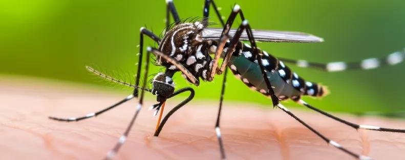 Nem járt külföldön: egy nyugat-nílusi lázzal fertőzött 67 éves nőt találtak Pest vármegyében