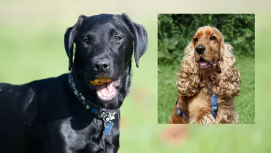 Labrador és spániel a szülők: így néz ki a kölyök, aki gazdit keres - Fotók