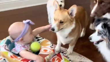 A babával akarnak labdázni a kutyák: ami ezután történik, pusztító - Videó
