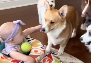 A babával akarnak labdázni a kutyák: ami ezután történik, pusztító - Videó