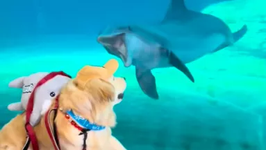 Delfinnel találkozik a golden retriever: a reakciójuk lenyűgözi a világot - Videó