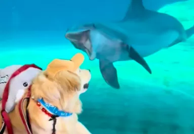 Delfinnel találkozik a golden retriever: a reakciójuk lenyűgözi a világot - Videó