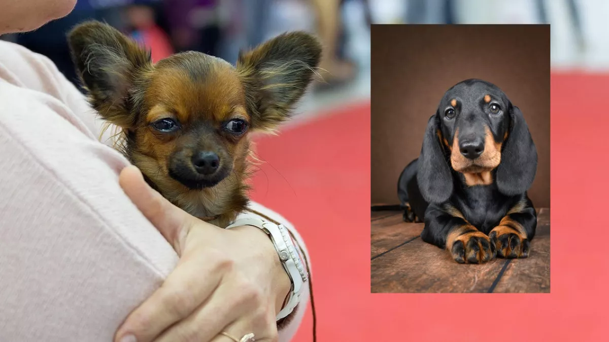 Csivava és tacskó a szülők: ez a két kölyök gazdit keres - Fotók