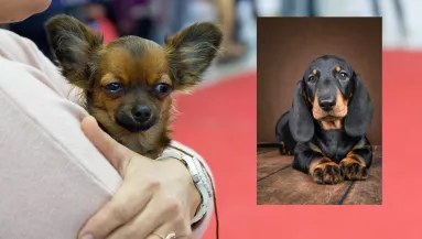 Csivava és tacskó a szülők: ez a két kölyök gazdit keres - Fotók