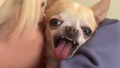 Puszit kap a csivava a gazditól: a reakcióján sírva pusztul a világ - Videó