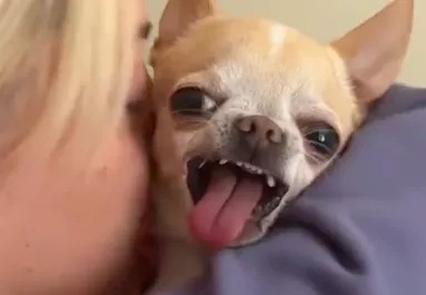 Puszit kap a csivava a gazditól: a reakcióján sírva pusztul a világ - Videó