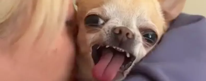 Puszit kap a csivava a gazditól: a reakcióján sírva pusztul a világ - Videó