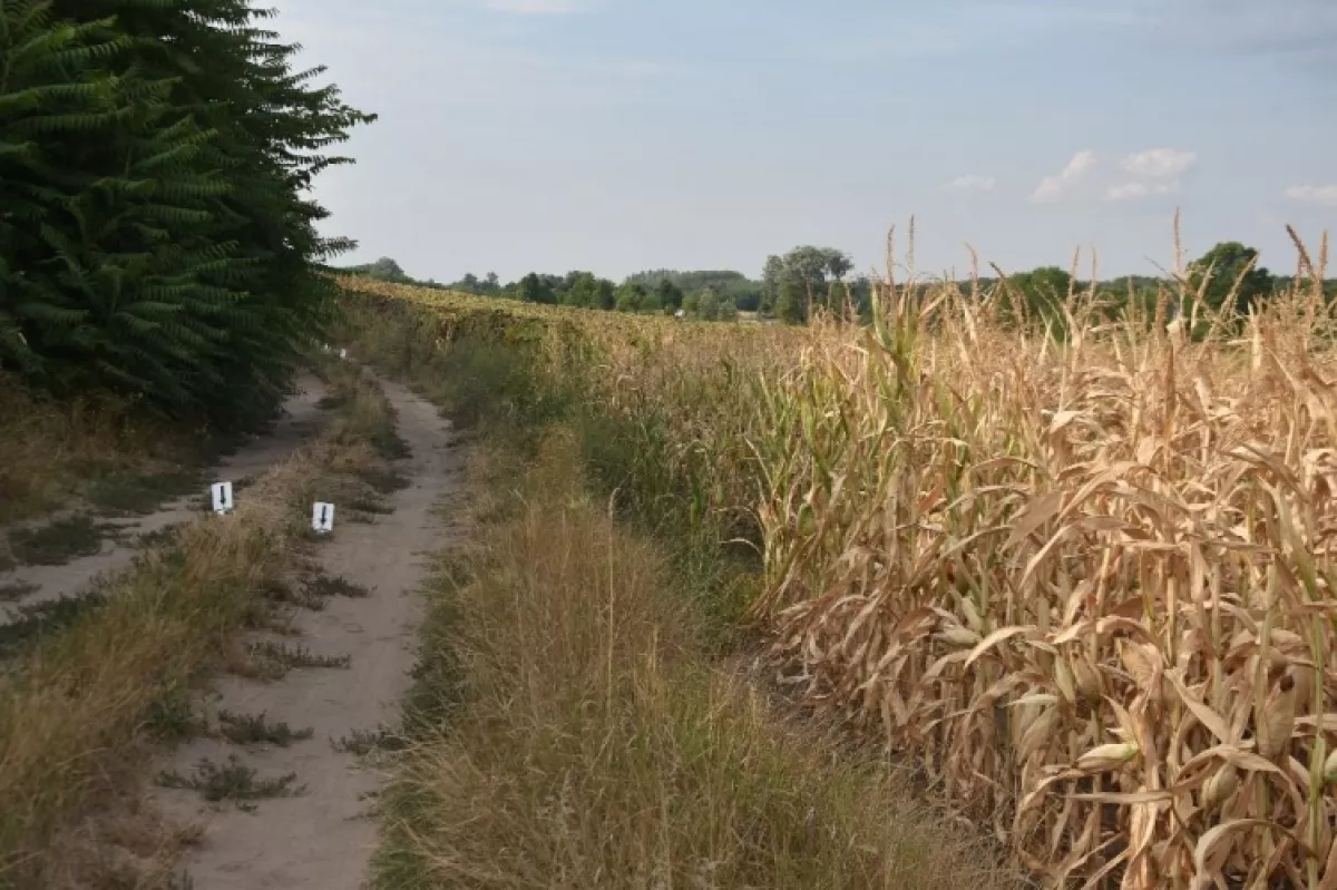 Borzalmas gyilkosság: egy kéthetes babát találtak holtan Nagydorog határában - Fotó