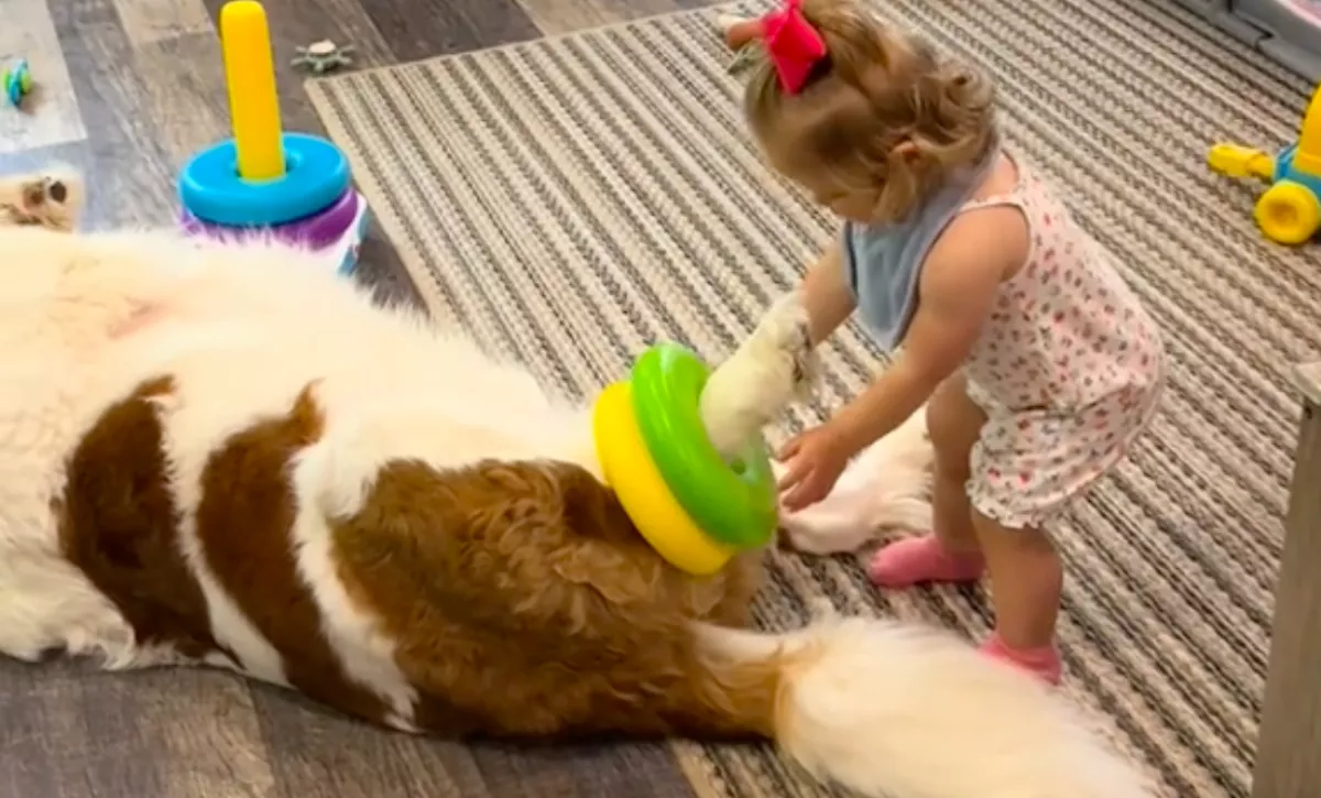 Fel akarja díszíteni a bernáthegyit a kislány: az eb reakciója szíveket olvaszt meg - Videó