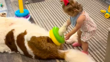 Fel akarja díszíteni a bernáthegyit a kislány: az eb reakciója szíveket olvaszt meg - Videó