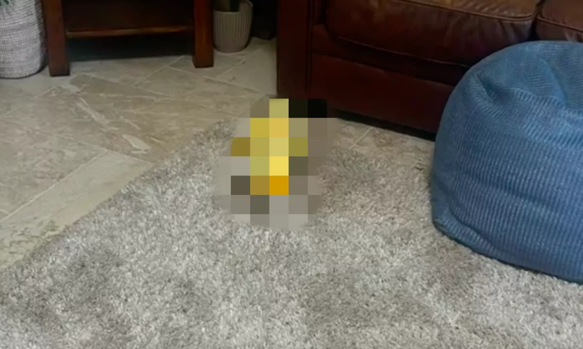 A szőnyegre piszkít a golden retriever: a reakciója milliók szívét olvasztja meg - Videó