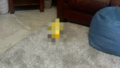 A szőnyegre piszkít a golden retriever: a reakciója milliók szívét olvasztja meg - Videó