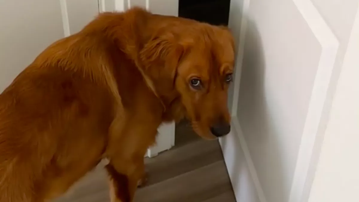 Rendre szemrehányóan néz a gazdáira a golden retriever: az oka milliókat érint meg - Videó