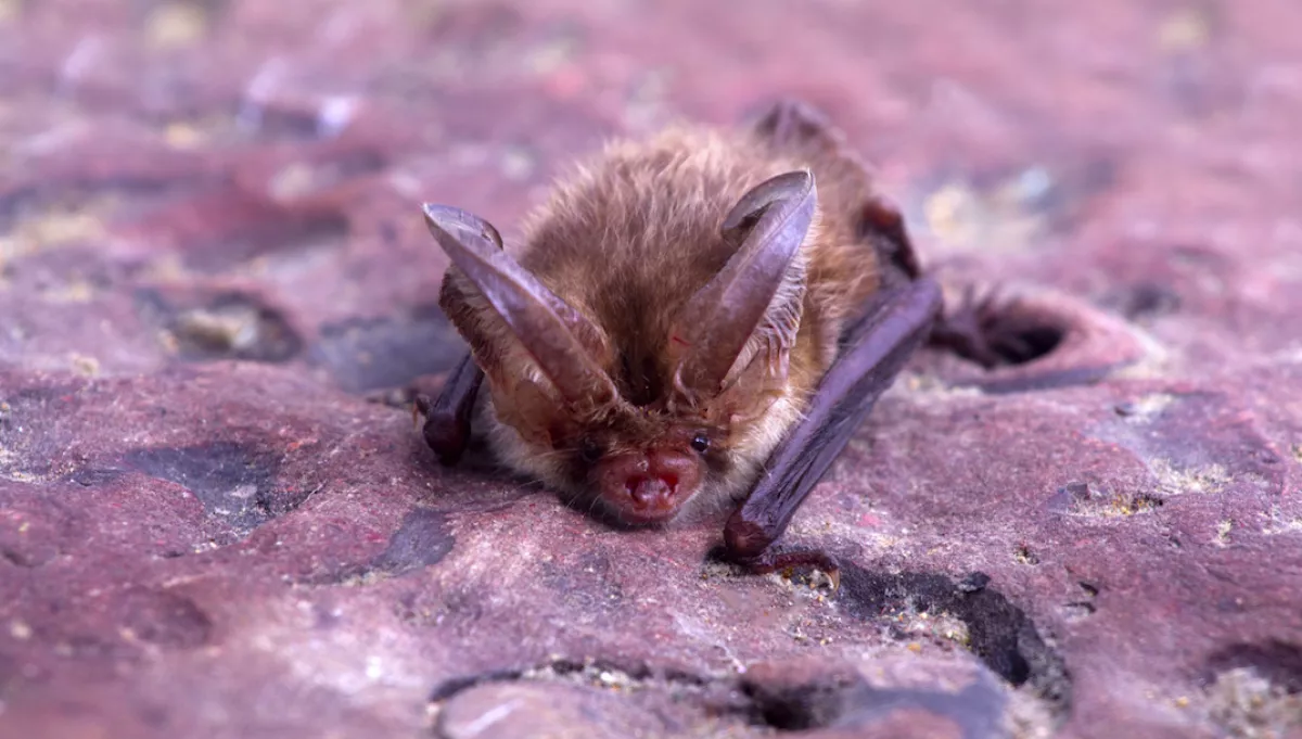 Agyonvert egy denevért a magyar énekes: friss hírt közölt a rendőrség az ügyben