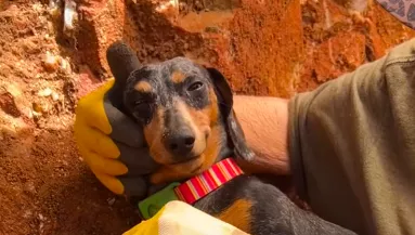 Segíteni akar a kincskeresésben a tacskó: de amit ezután tesz, milliók szívét olvasztja meg - Videó