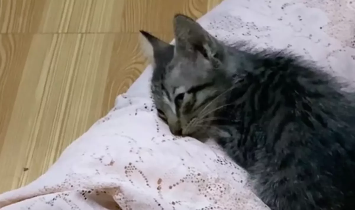 Meghal az anyamacska: amit a kölyke teszt, szívek millióit facsarja ki - Videó