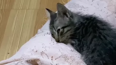 Meghal az anyamacska: amit a kölyke teszt, szívek millióit facsarja ki - Videó