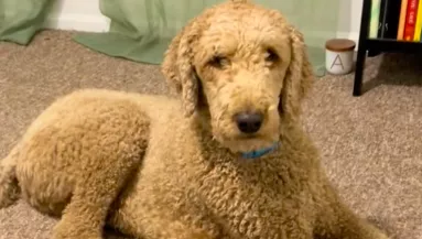 Elmeséli a terhes nő a kutyáknak, hogy hamarosan jön a baba: a reakciójuk pusztító - Videó