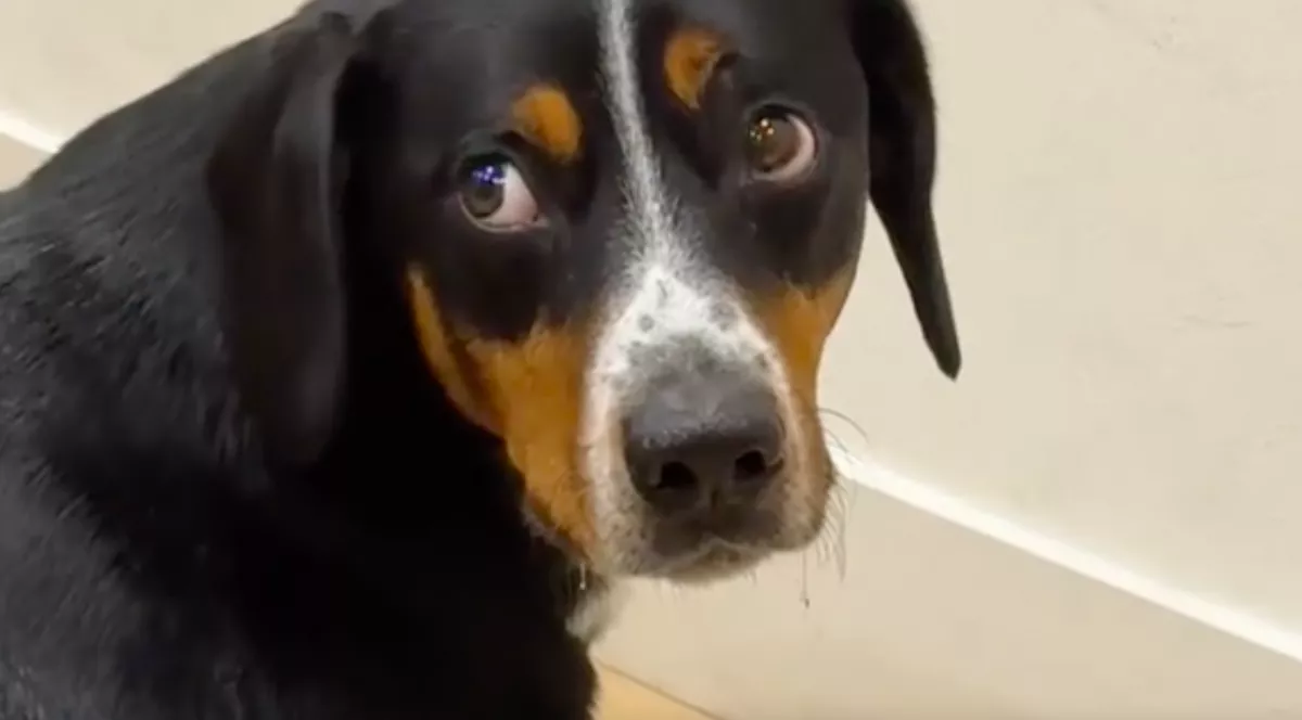 Tíz percig ült csendben az étel előtt a kutya: amikor a gazdi észrevette az okát, megszakadt a szíve - Videó