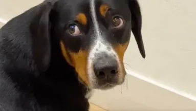 Tíz percig ült csendben az étel előtt a kutya: amikor a gazdi észrevette az okát, megszakadt a szíve - Videó