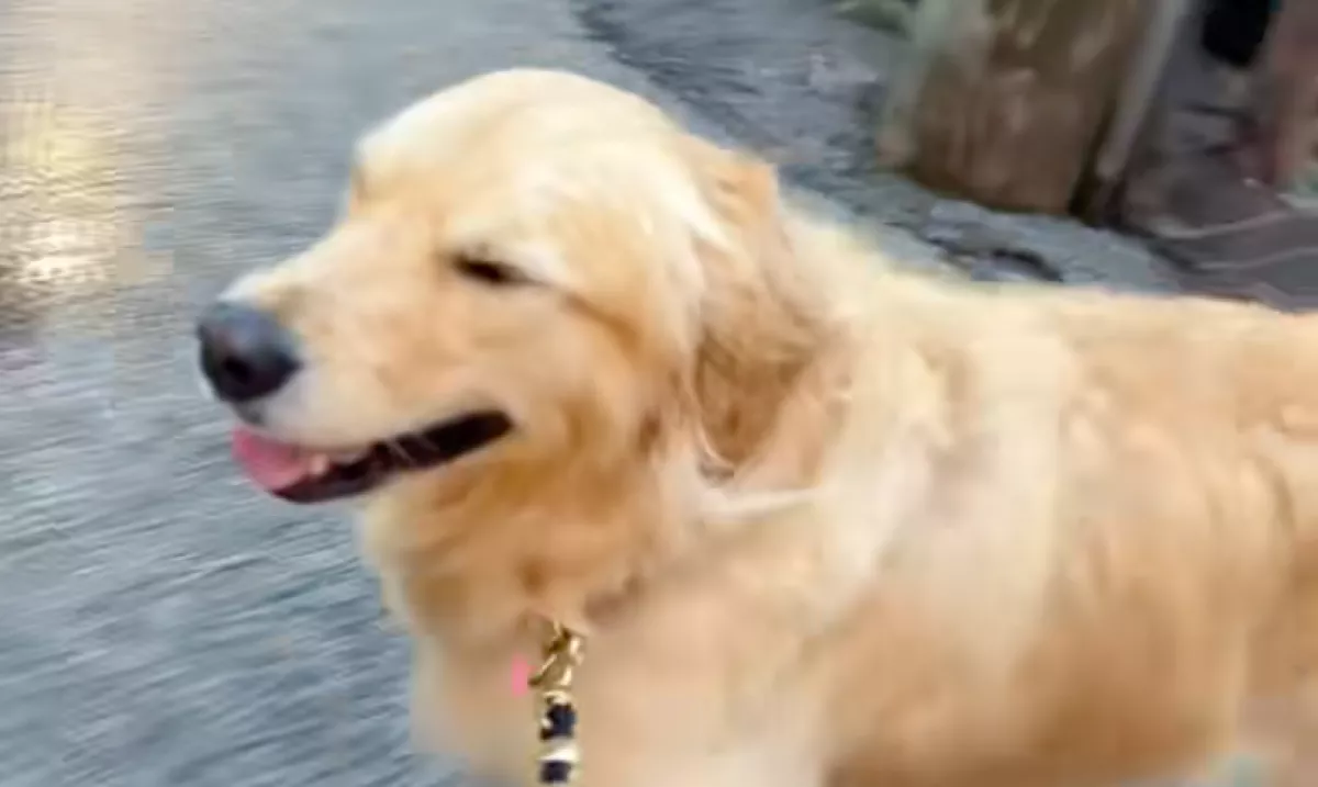 Elkapja az eső a golden retrievert: ami ezután történik, sokak napját megmenti - Videó