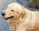 Elkapja az eső a golden retrievert: ami ezután történik, sokak napját megmenti - Videó Elkapja az eső a golden retrievert: ami ezután történik, sokak napját megmenti - Videó
