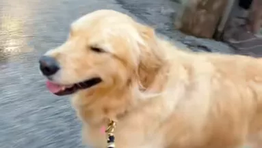 Elkapja az eső a golden retrievert: ami ezután történik, sokak napját megmenti - Videó