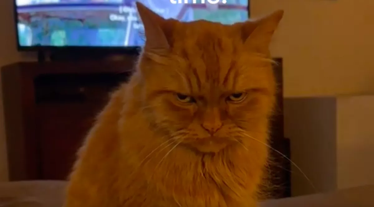 Gyilkos pillantással néz a gazdira a vörös macska: az okán milliók pusztulnak - Videó