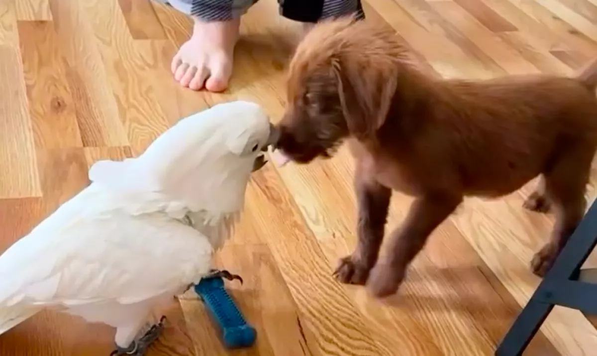 Kutya érkezik a papagáj mellé: a találkozásuk megdöbbenti a világot - Videó